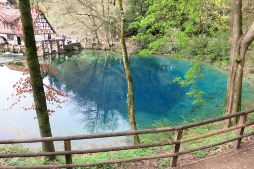 Blautopfklein